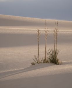 White Sands Life