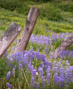 Wild Fences