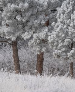 Winter Calm
