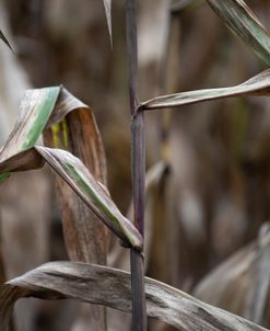 Stalks