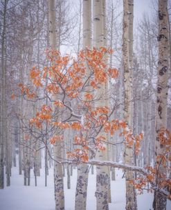 Start Of Winter