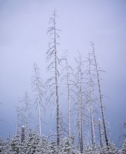 Winter Skies