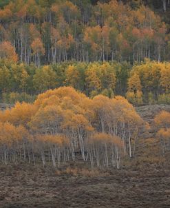 Forever Fall