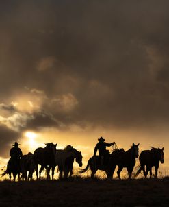 Catching The Herd