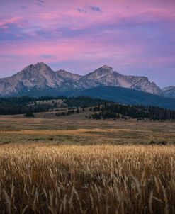 Fields Of Gold
