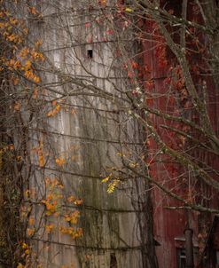 Vines Of Fall