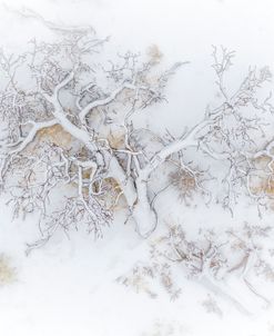 The Tree Of Winter