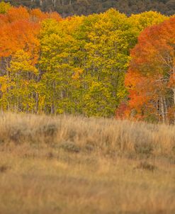 Changing Fall