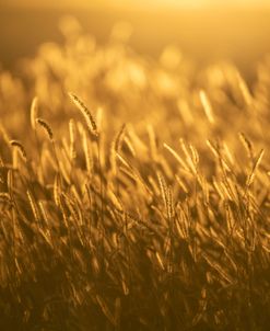 Light In The Field