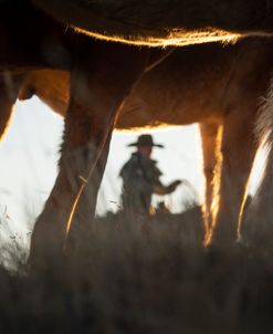 Cowboy Window