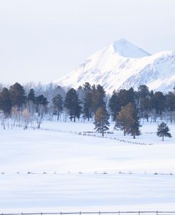 Perfect Winter