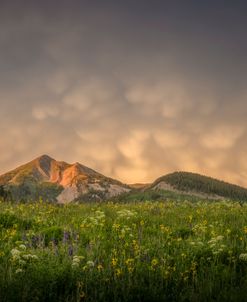 Light And Meadow