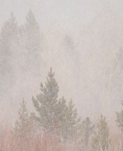 Snow On Evergreens