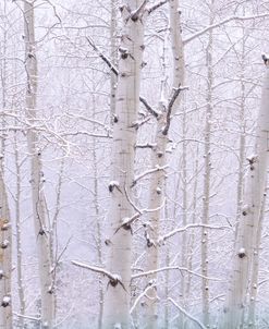 Aspens In Light