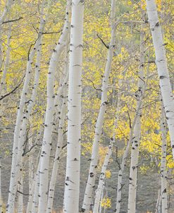 Smooth Aspens