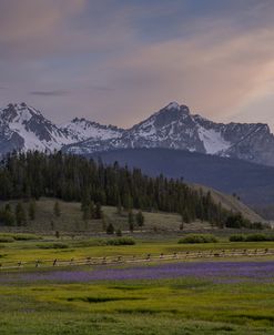 Purple Fields