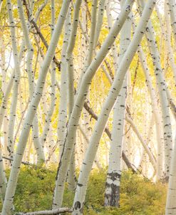 Dusty Aspens