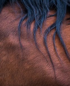 Horse Story