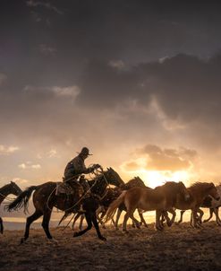 Taking In The Herd