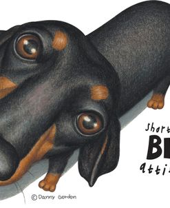 Black Dachshund Looking Up