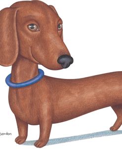 Brown Dachshund Blue Collar