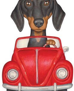 Black Dachshund Red Volkswagon