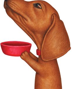 Brown Dachshund Holding Red Bowl