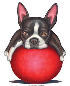 Boston Terrier on Red Ball