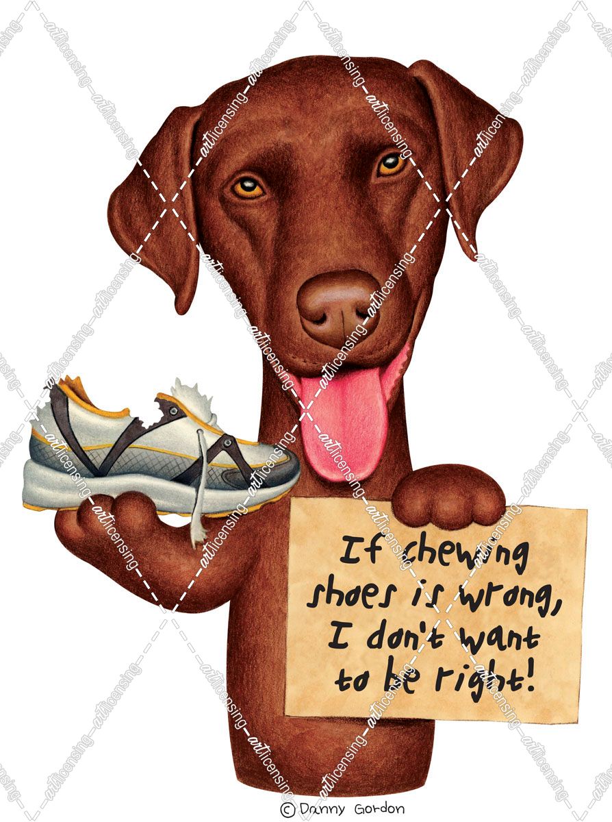 Chocolate Lab Holding Sneaker