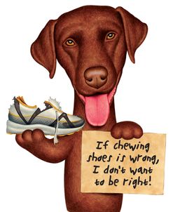 Chocolate Lab Holding Sneaker