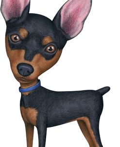 Miniature Pinscher Blue Collar