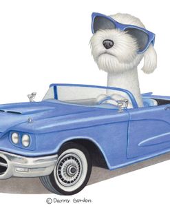 White Labradoodle Blue Car