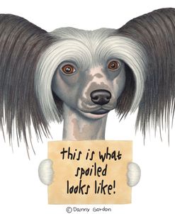 Tri Color Chinese Crested with Sign