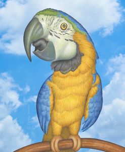 Elliot Macaw