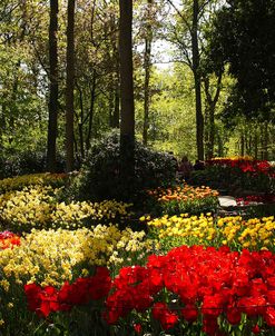 Keukenhof Gardens 1