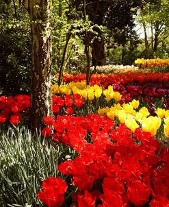 Keukenhof Gardens 7