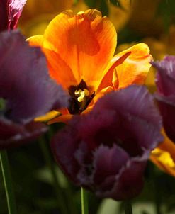 Keukenhof Gardens 8