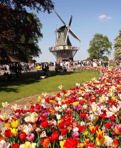 Keukenhof Gardens 11