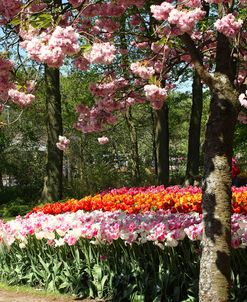 Keukenhof Gardens 12