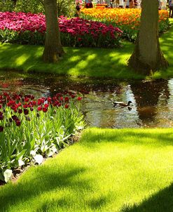 Keukenhof Gardens 17