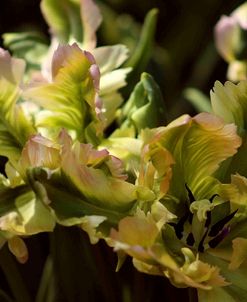 Keukenhof Gardens 19