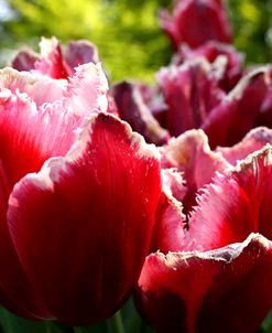 Keukenhof Gardens 29