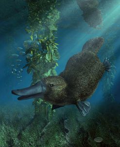 Platypus