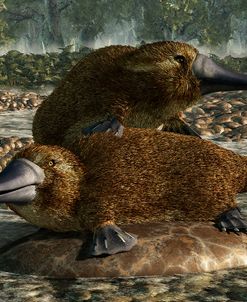 Platypuses