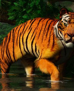 Wading Tiger