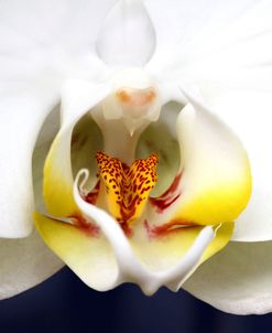 Orchid