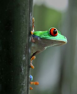 Red Eyed Tree Frog