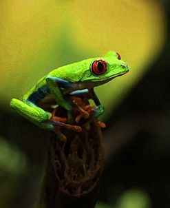 Tree Frog