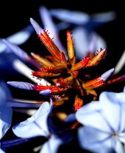 Blue And Orange Flower