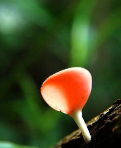 Fungus 2